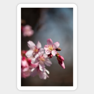 Spring Blossom Sticker